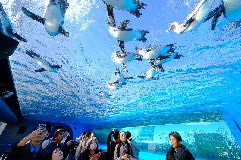【東京】池袋陽光水族館：日本首座都市高樓水族館！飛天企鵝酷炫必看