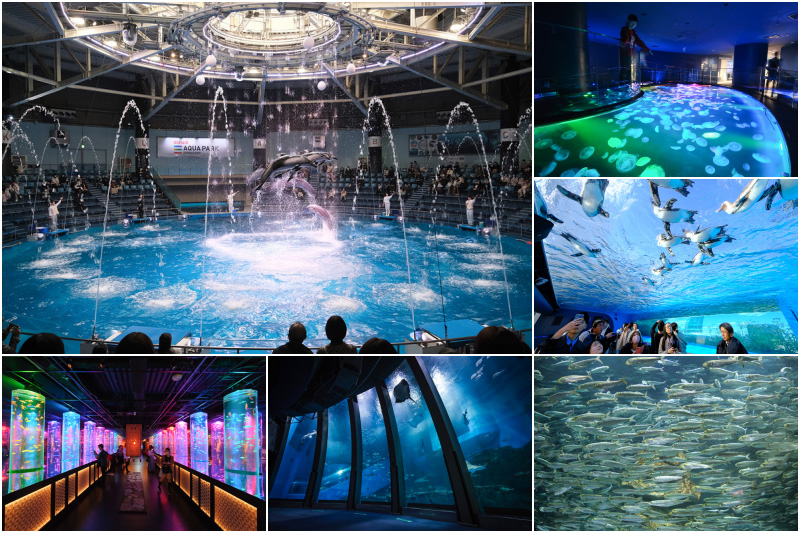 【2024東京水族館推薦】Top6最夯水族館比較大公開！海豚、企鵝、海豹超可愛