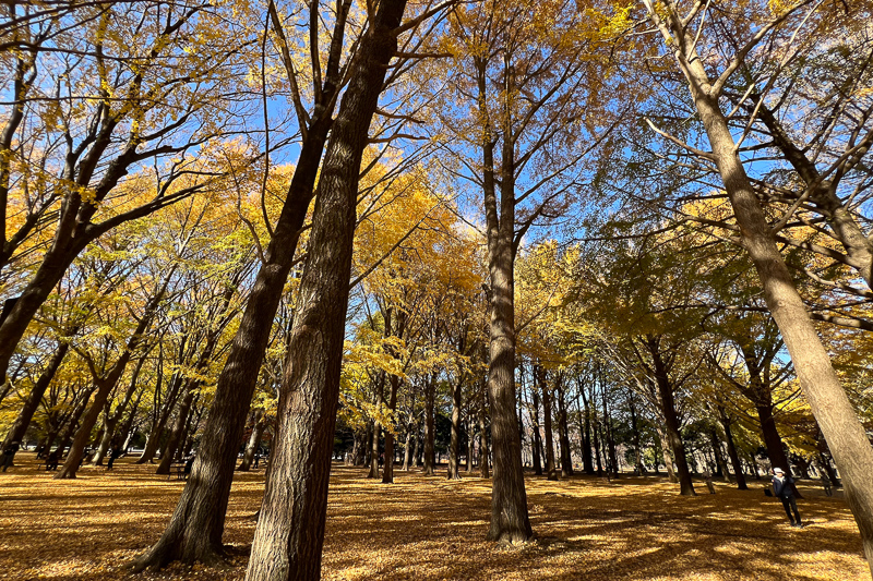 【2024原宿景點】原宿逛街行程這樣玩！竹下通、表參道、明治神宮全攻略