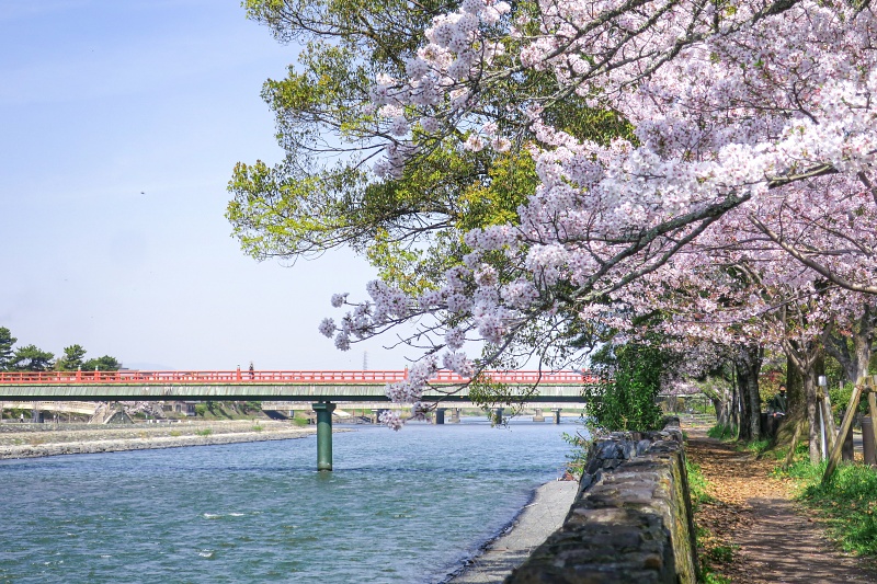 【宇治景點2024】宇治一日遊行程、交通美食全攻略！抹茶控必訪歷史古都