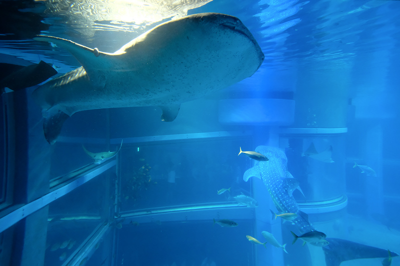 【大阪】海遊館：海豹企鵝鯨鯊、觸摸魟魚必看！門票優惠＆交通美
