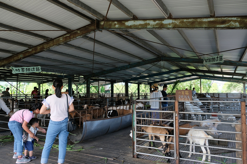 【宜蘭】宜農牧場：門票漲到150元！餵小動物、擠羊奶，親子一
