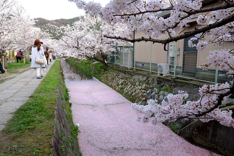 【京都】哲學之道櫻花＆美食：少女心大爆發，粉紅色櫻花河道太浪