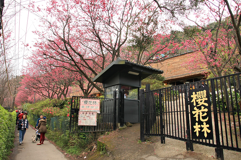【台北櫻花】：陽明山櫻花林 ♥ 群櫻簇擁好浪漫，想感受粉紅爆炸，來這裡絕對不會失望