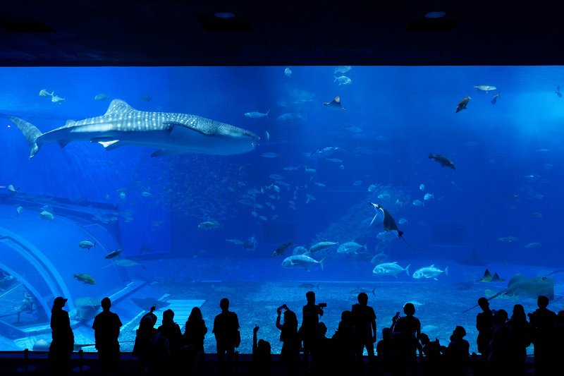 【沖繩】美麗海水族館最強攻略：必看表演、美食必買、門票交通大