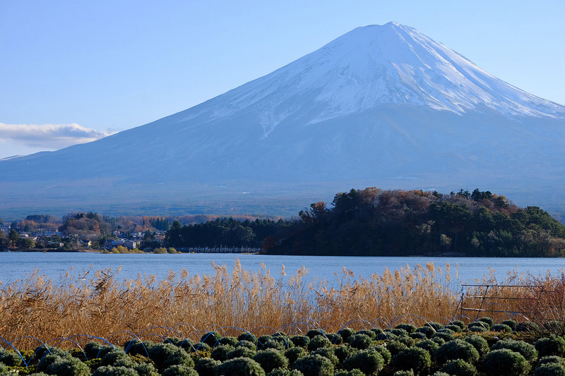 【河口湖】大石公園：巨無霸富士山視野美翻天！薰衣草、波波草花季好漂亮