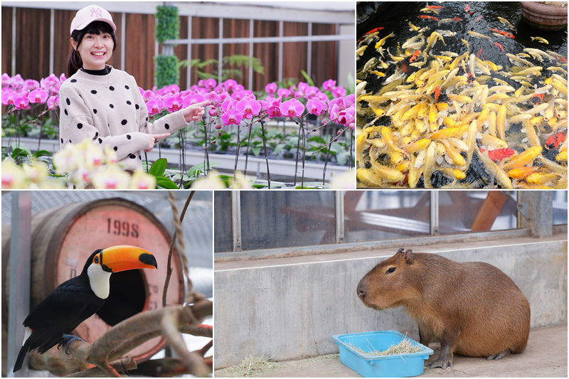【宜蘭】金車礁溪蘭花園：不只能賞花！和水豚、狐獴、貓咪親密接觸好好玩