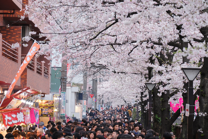 【東京】目黑川櫻花：中目黑櫻花祭800棵齊放！夜櫻點燈時間絕