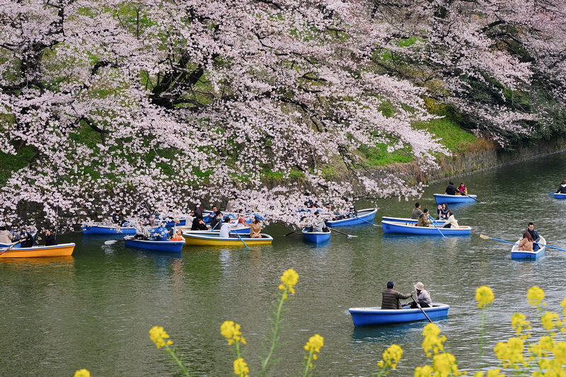 【東京】千鳥之淵櫻花＆夜櫻：粉紅仙境！交通划船行程必玩浪漫一