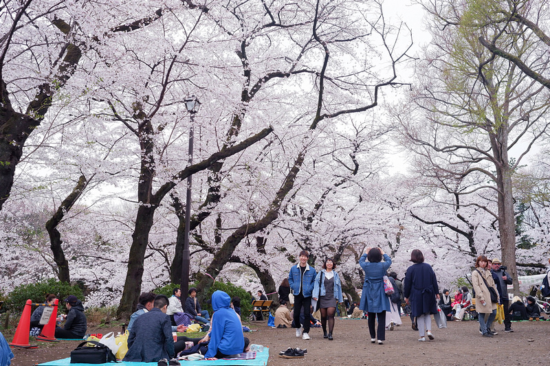【東京吉祥寺】井之頭恩賜公園：看櫻花、野餐踩天鵝船，楓葉也很