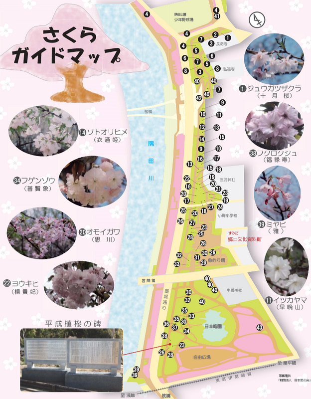 隅田公園櫻花.jpg