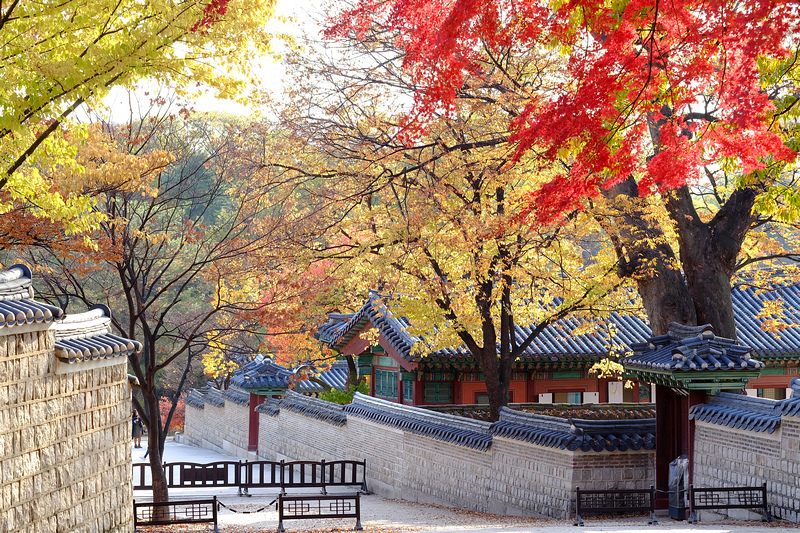 【韓國賞楓楓葉攻略】12個首爾楓葉銀杏景點＆2024韓國楓葉