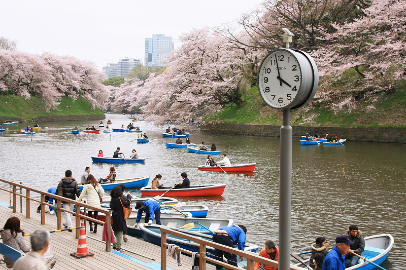 【東京】千鳥之淵櫻花＆夜櫻：粉紅仙境！交通划船行程必玩浪漫一