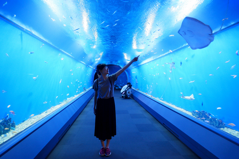 【大阪】海遊館：海豹企鵝鯨鯊、觸摸魟魚必看！門票優惠＆交通美