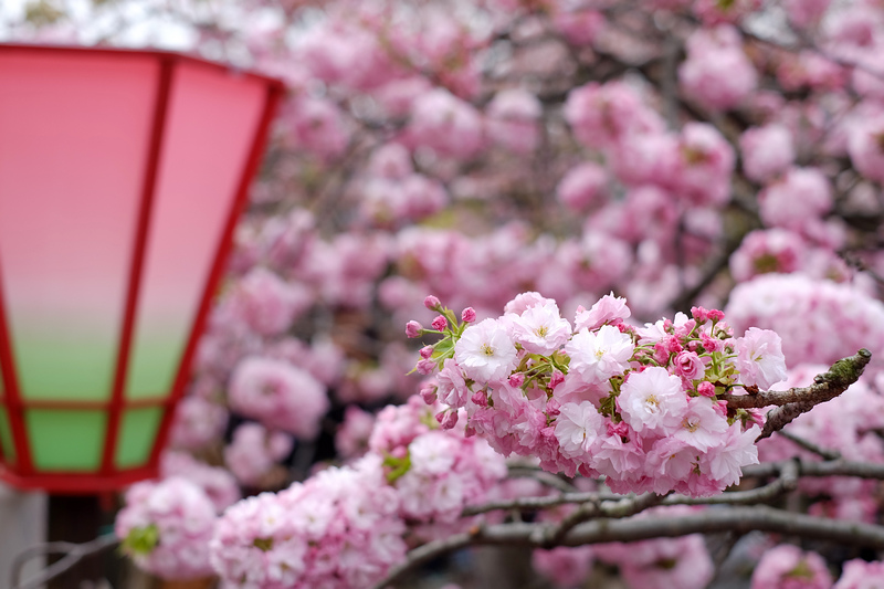 【大阪櫻花】大阪造幣局博物館：1年限定7天，百種粉嫩櫻花大怒