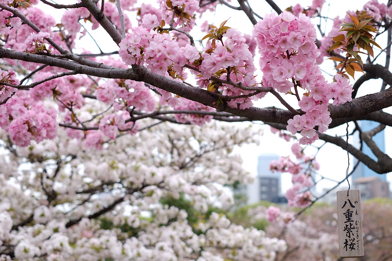 【大阪櫻花】大阪造幣局博物館：1年限定7天，百種粉嫩櫻花大怒