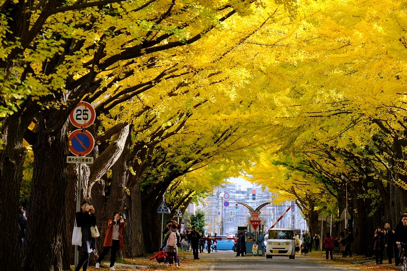 【札幌】北海道大學：銀杏大道美翻天！景點食堂、停車交通地圖全