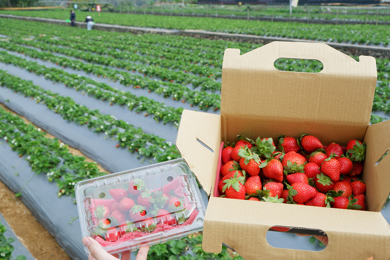 【2024苗栗大湖草莓季推薦】7家超人氣大湖採草莓草莓園農場
