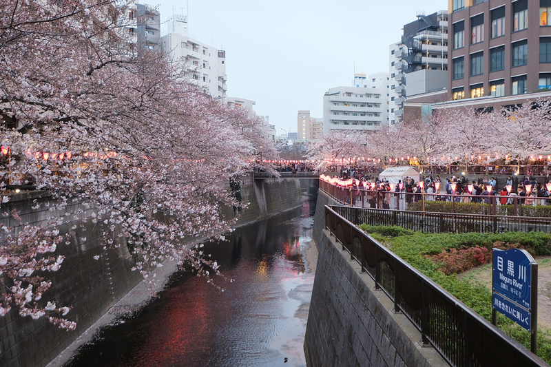 【東京】目黑川櫻花：中目黑櫻花祭800棵齊放！夜櫻點燈時間絕