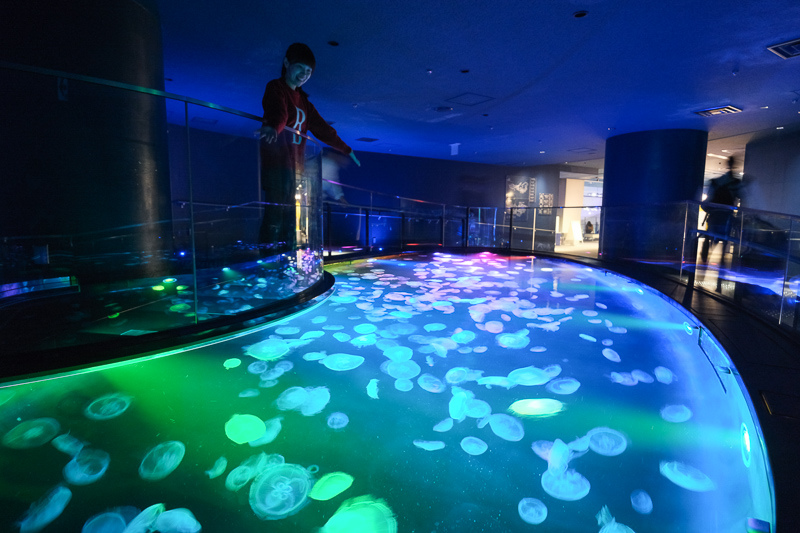 【東京】墨田水族館：晴空塔內超萌企鵝水母！門票優惠＆必看重點彙整