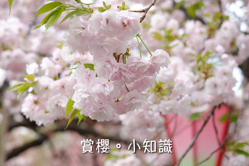 【日本櫻花前線預測】2024日本櫻花季賞櫻情報、滿開時間總整