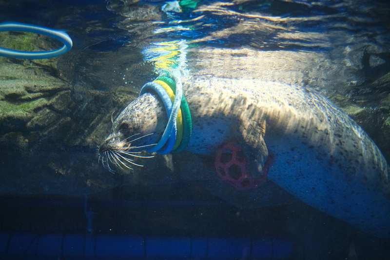 【東京】品川水族館Maxell Aqua Park：海豚秀超