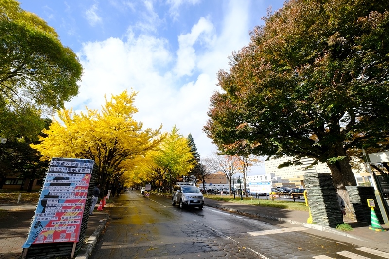 【札幌】北海道大學：銀杏大道美翻天！景點食堂、停車交通地圖全
