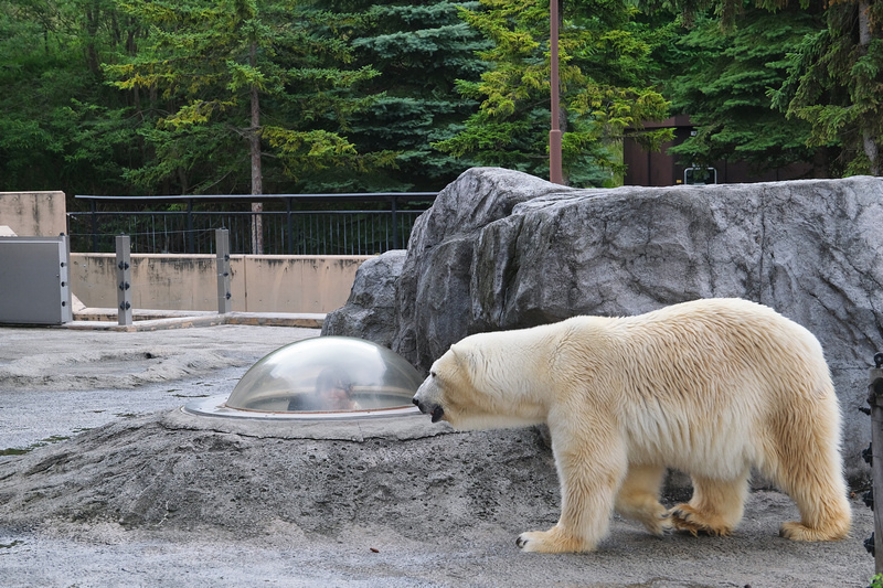 【北海道】旭山動物園：超夯企鵝散步＆北極熊游泳必看，含門票交