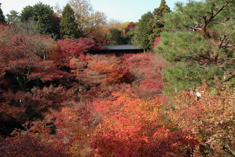 【京都楓葉景點】2023必去京都賞楓景點、紅葉時間情報＆行程