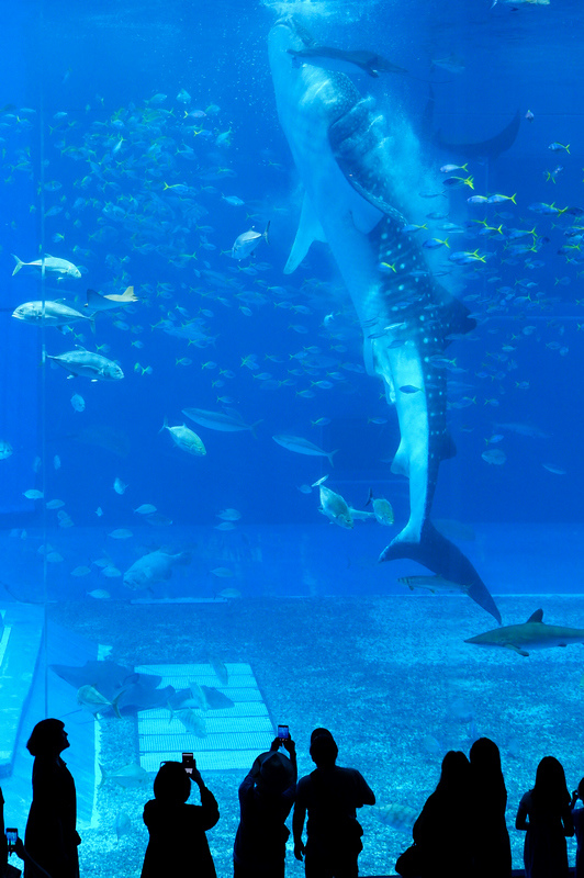 【沖繩】美麗海水族館最強攻略：必看表演、美食必買、門票交通大