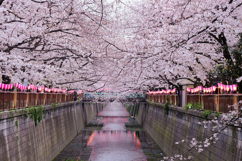【東京】目黑川櫻花：中目黑櫻花祭800棵齊放！夜櫻點燈時間絕美推薦