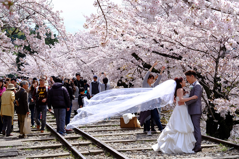 【京都】蹴上傾斜鐵道櫻花：廢棄鐵道搭盛開櫻花，人潮洶湧賞櫻景