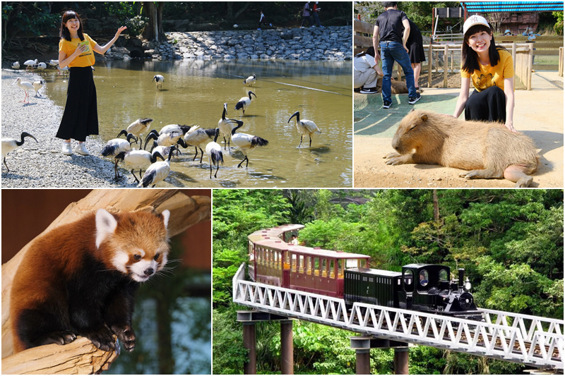 【沖繩】名護自然動植物公園：零距離接觸動物！鐵道火車和飛禽表演也超好玩
