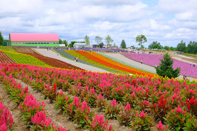 【北海道】四季彩之丘：彩虹般的花田絕色美景！美瑛必去景點超驚