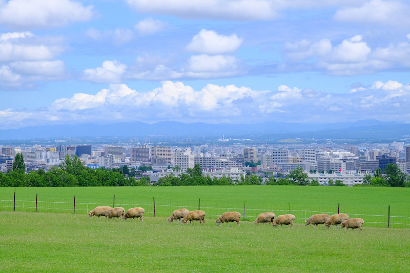 【札幌】羊之丘展望台：北海道開拓者之父！夏天薰衣草、冬天滑雪