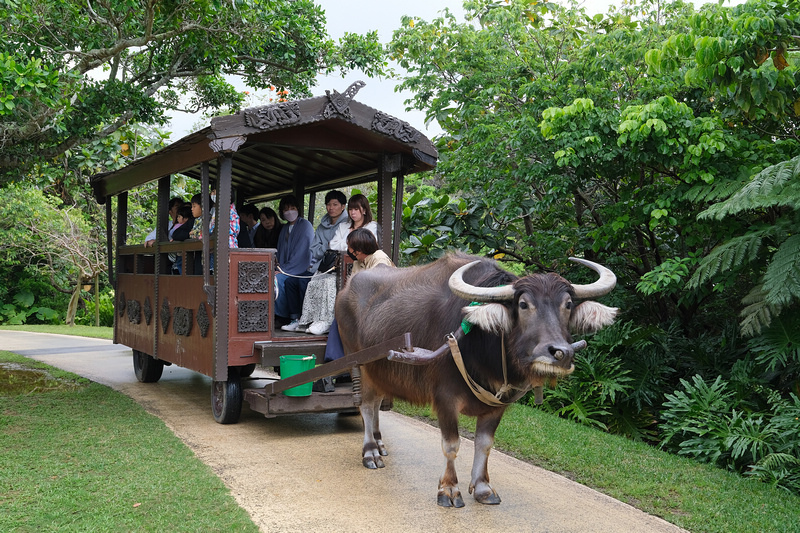 【沖繩】Bios之丘生態農場：遛山羊、湖中遊船、水牛車等親子