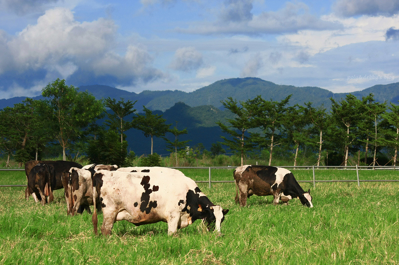 【花蓮】瑞穗牧場：門票免費！看萌牛喝濃醇鮮奶，交通附近景點一日遊