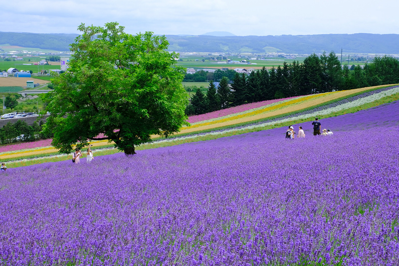 【北海道】富田農場：薰衣草花季美到爆炸！富良野花田最強景點狂拍照