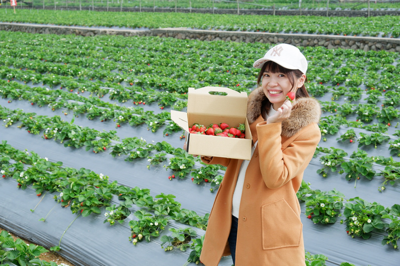 【2024苗栗大湖草莓季推薦】7家超人氣大湖採草莓草莓園農場