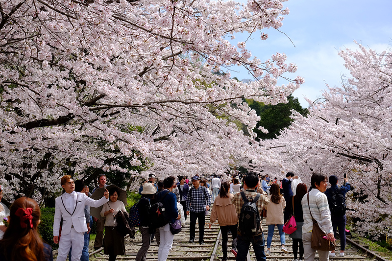 【京都】蹴上傾斜鐵道櫻花：廢棄鐵道搭盛開櫻花，人潮洶湧賞櫻景