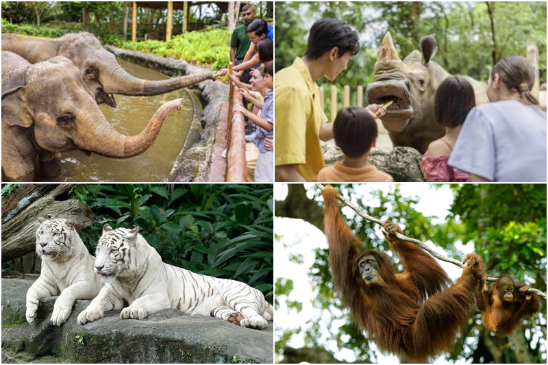 新加坡動物園.jpg