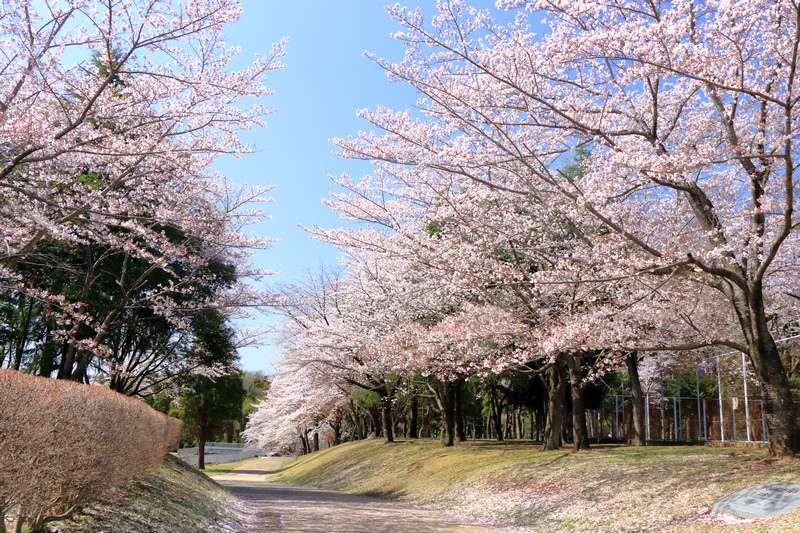 【大阪櫻花景點】2024必去關西大阪賞櫻景點＆櫻花季時間預測