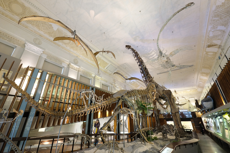 【台北】國立台灣博物館(土銀展示館)：巨型恐龍超吸睛，門票僅
