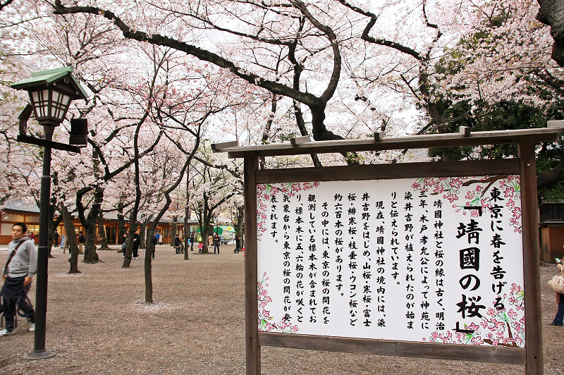 【東京】靖國神社：櫻花標準木在此！賞櫻花況指南樹，參拜爭議之