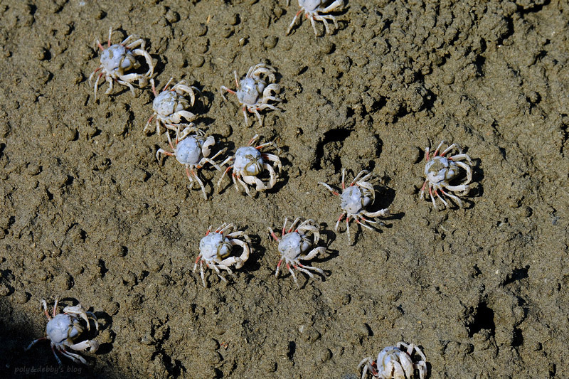 【新竹】香山濕地賞蟹步道：1億隻螃蟹大軍來襲！潮汐表、開放時