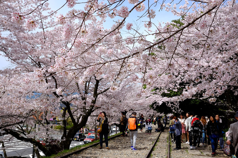 【京都】蹴上傾斜鐵道櫻花：廢棄鐵道搭盛開櫻花，人潮洶湧賞櫻景點