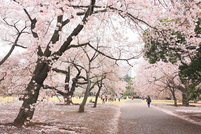【東京】新宿御苑：櫻花＆楓葉大爆炸，門票美食交通＆附近景點一
