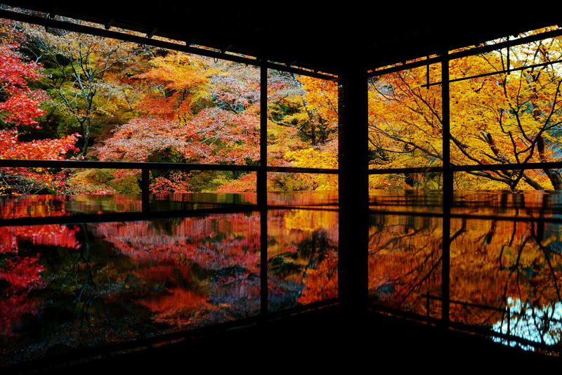 【京都瑠璃光院2024】一年開放三次！琉璃光院預約、開放時間、必拍彙整