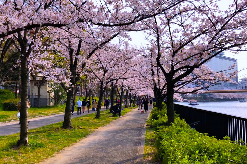 【大阪櫻花景點】2024必去關西大阪賞櫻景點＆櫻花季時間預測
