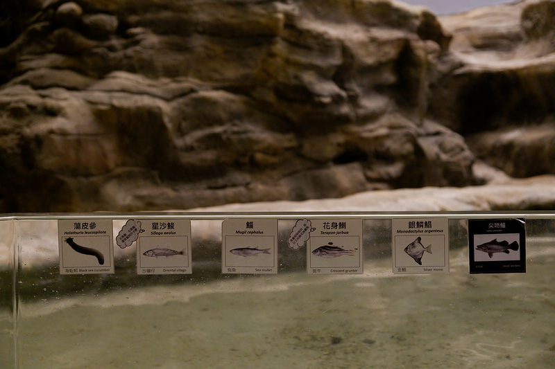 【澎湖】澎湖水族館：餵食秀超精彩！門票優惠＆海星觸摸池親子必